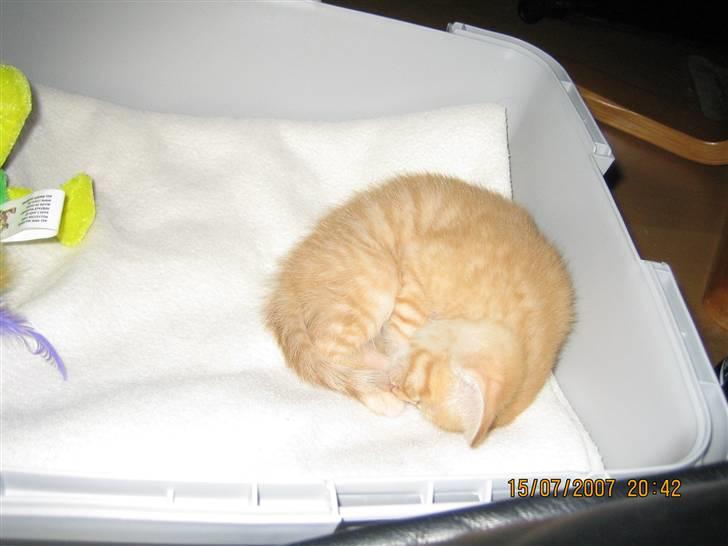 Blanding af racer KALLE - HELLER IKKE NÅR JEG LIGGER I MIN SENG  billede 3