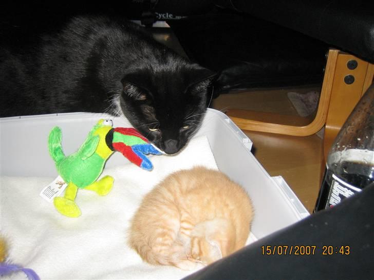 Blanding af racer KALLE - GODT STOREBROR COSMO PASSER PÅ MIG NÅR JEG SOVER billede 4