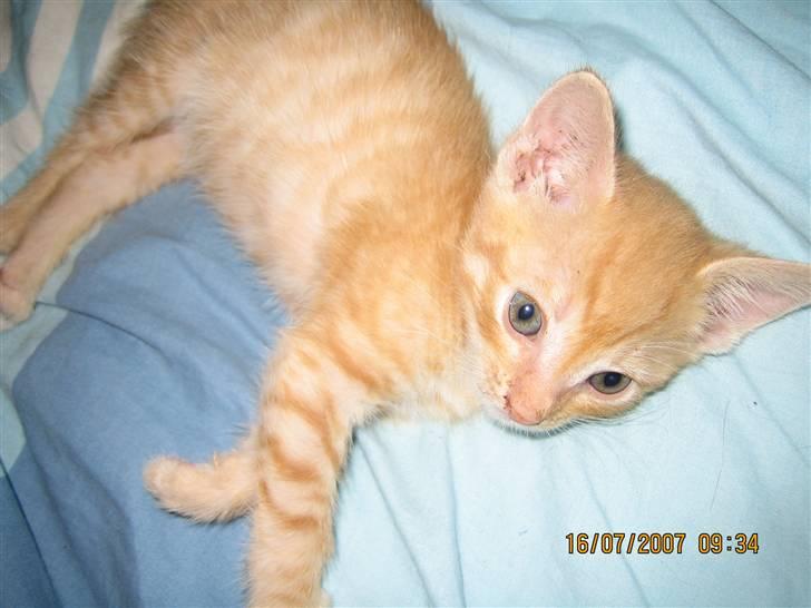 Blanding af racer KALLE - ER LIDT TRÆT AF OG LEGE HELE TIDEN billede 5