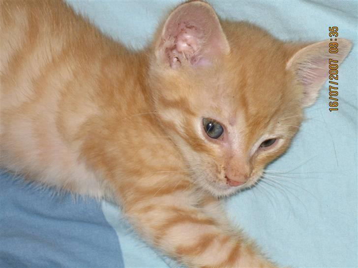 Blanding af racer KALLE - SOVER NÆSTEN billede 6