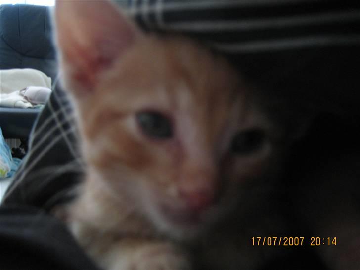 Blanding af racer KALLE - GEMMER MIG LIDT FOR COSMO billede 7