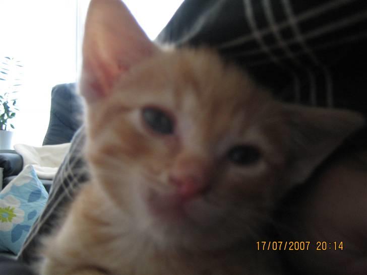 Blanding af racer KALLE - ØV BLIVER DU VED MED AT TAGE BILLEDER MOR billede 8