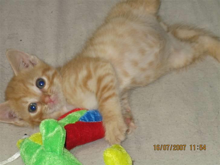 Blanding af racer KALLE - JEG ELSKER MIN PELIKAN... :o) billede 9