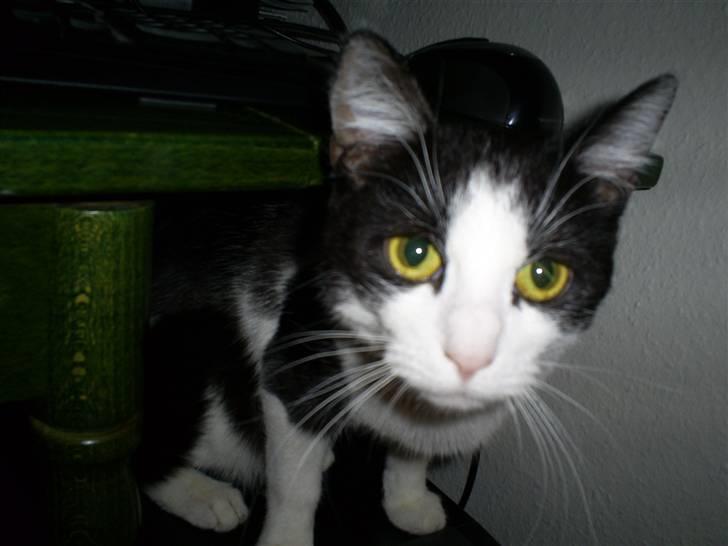 Huskat Gigi d'Agostino (død) billede 11