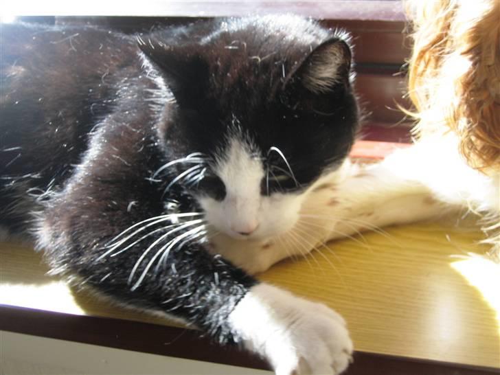 Blanding af racer <3 Adolf <3 - Ligger og hygger i vindueskarmen billede 15