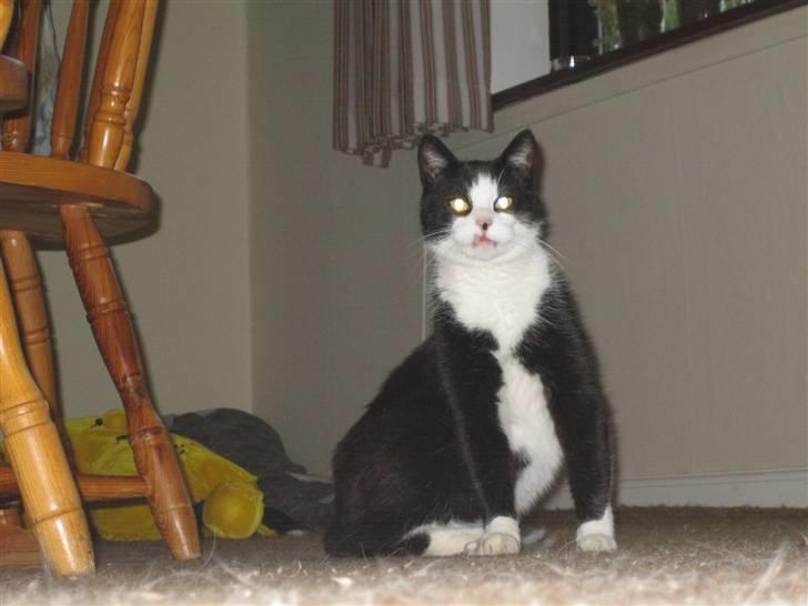 Blanding af racer <3 Adolf <3 - Sagde du mad... billede 16