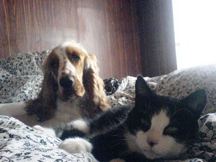 Blanding af racer <3 Adolf <3 - ligger og putter med molly i sengen billede 17