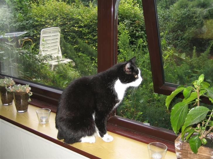 Blanding af racer <3 Adolf <3 - Holder lige øje med mit store teritorium..... billede 18