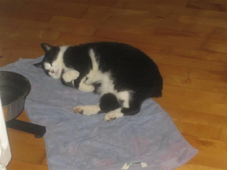 Blanding af racer <3 Adolf <3 - min ynglingsaktivitet udover at spise...nemlig at sove billede 19