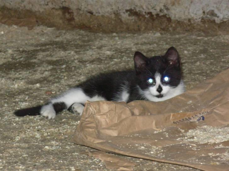 Blanding af racer Pus billede 1