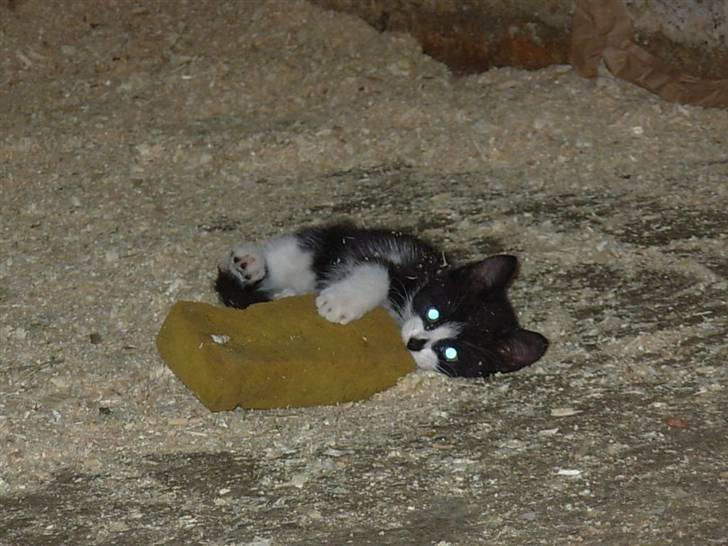 Blanding af racer Pus billede 2