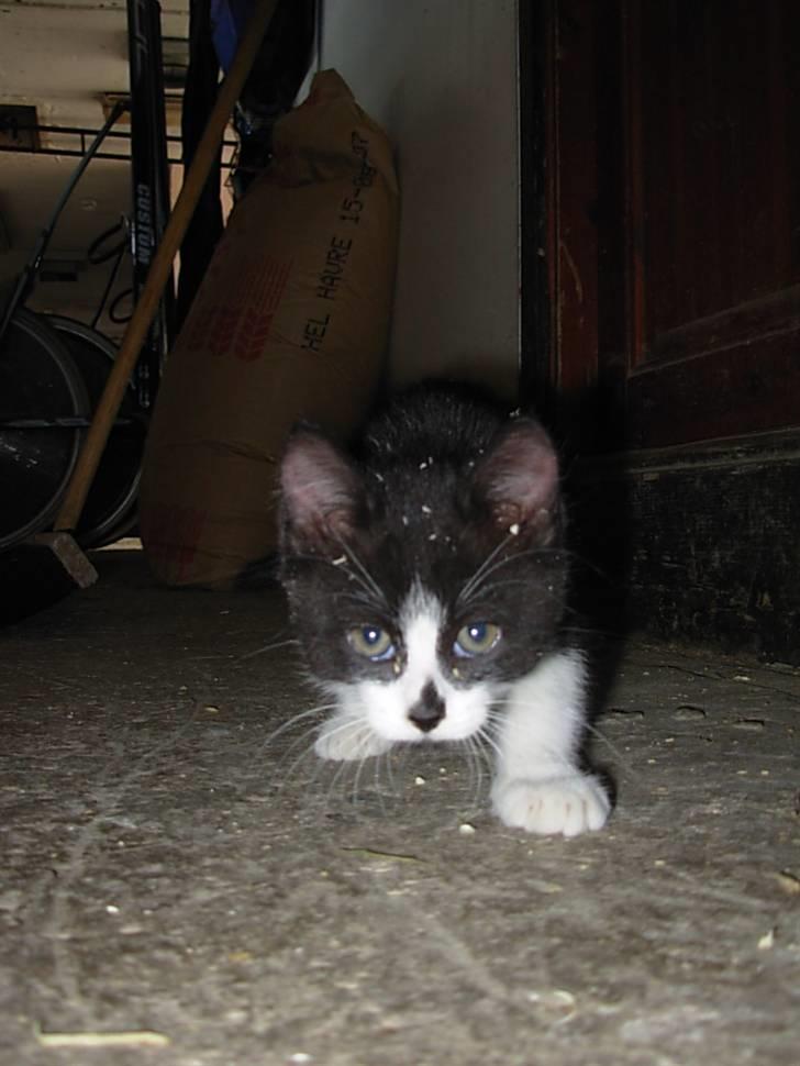 Blanding af racer Pus billede 3