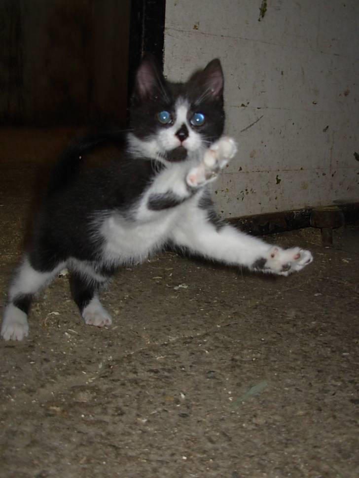 Blanding af racer Pus billede 4