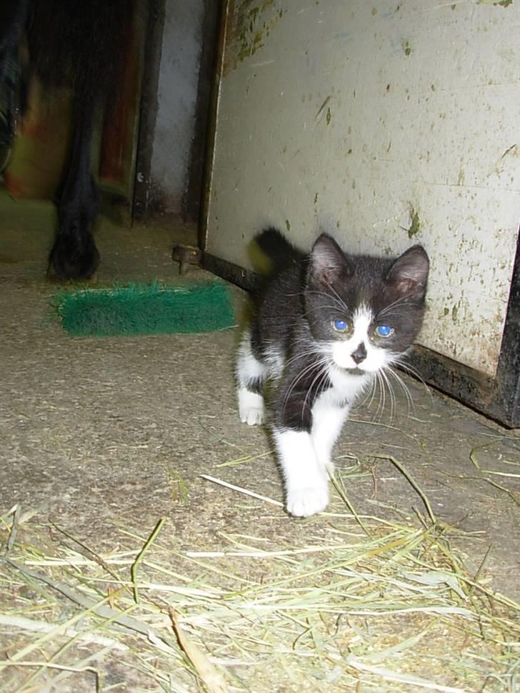 Blanding af racer Pus billede 5