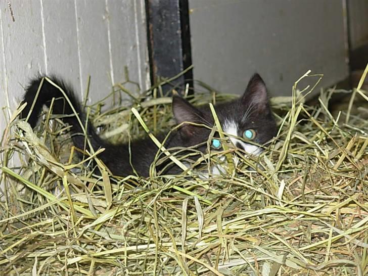 Blanding af racer Pus billede 6