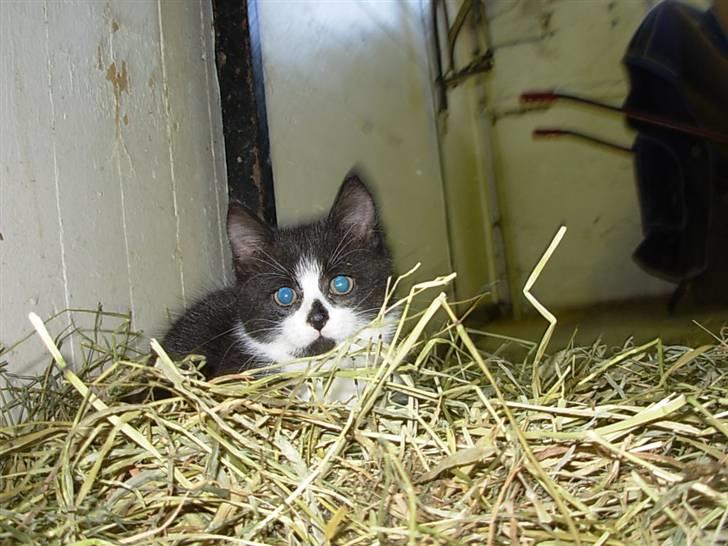 Blanding af racer Pus billede 7