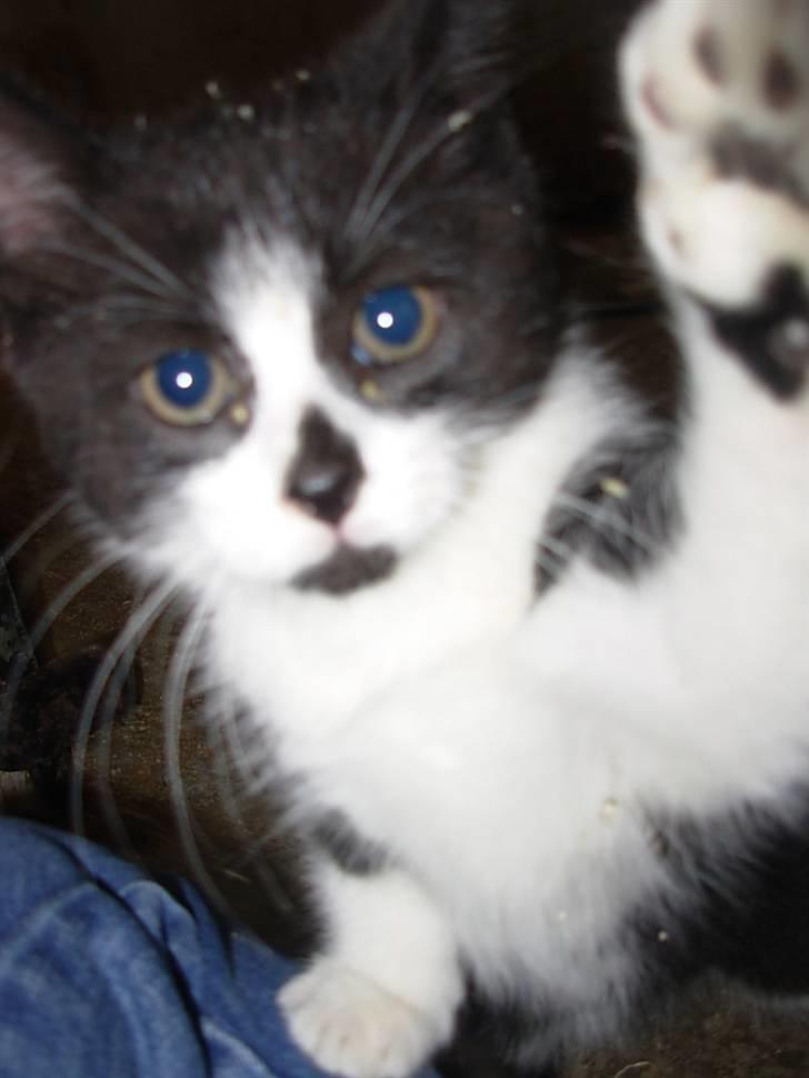 Blanding af racer Pus billede 8