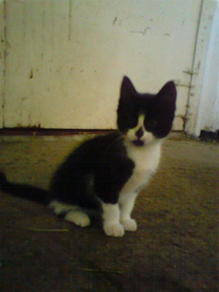 Blanding af racer Pus billede 9