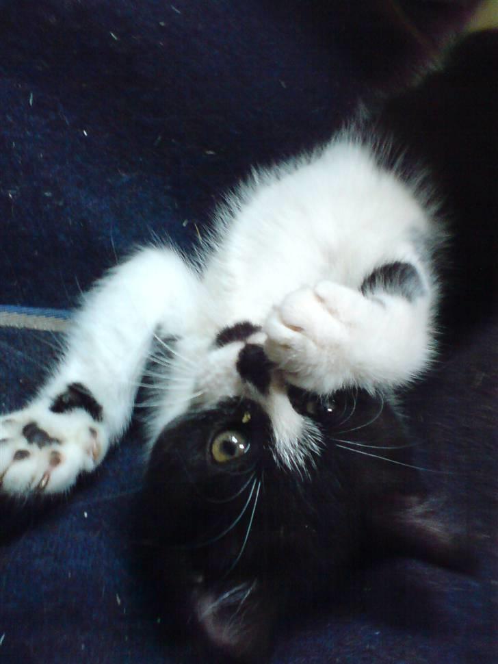 Blanding af racer Pus billede 10