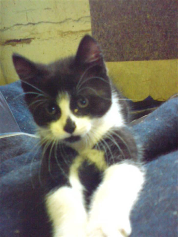 Blanding af racer Pus billede 11