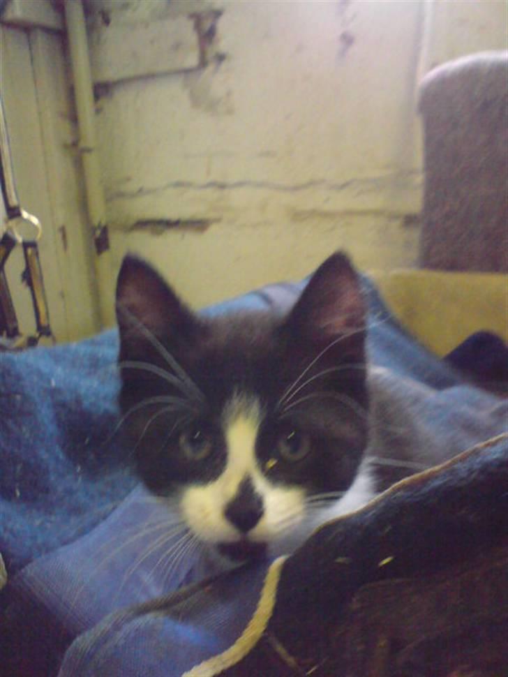 Blanding af racer Pus billede 12