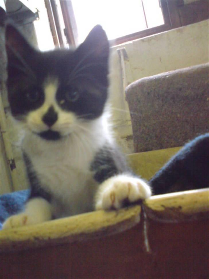 Blanding af racer Pus billede 13