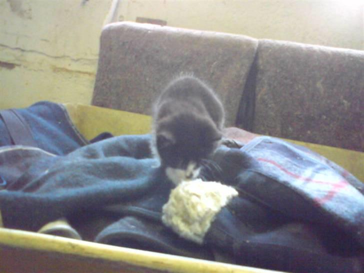 Blanding af racer Pus billede 14