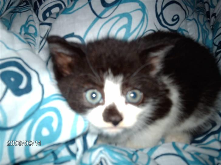 Huskat Fie billede 1