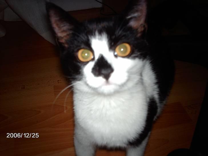 Huskat Fie billede 2