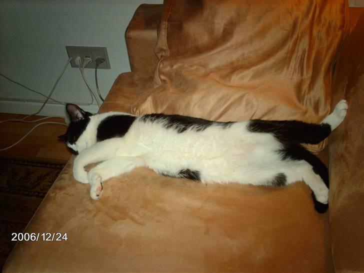 Huskat Fie billede 3