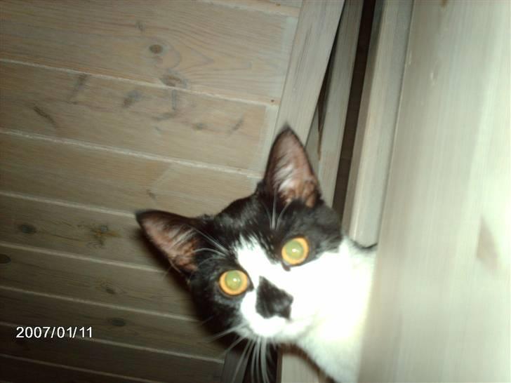 Huskat Fie billede 4