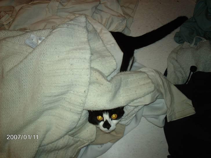 Huskat Fie billede 5