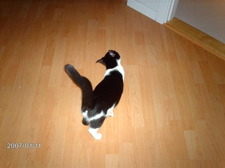 Huskat Fie billede 6