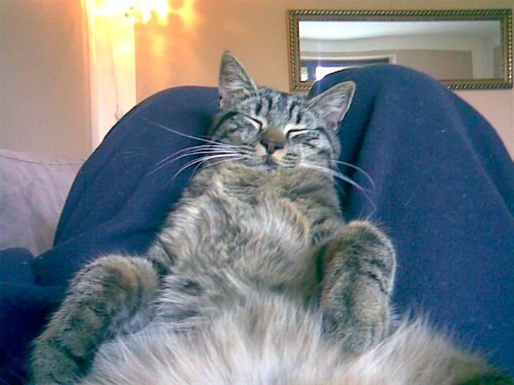 Blanding af racer Sushie patulny hovmand  - sushie slapper af på fars ben billede 1