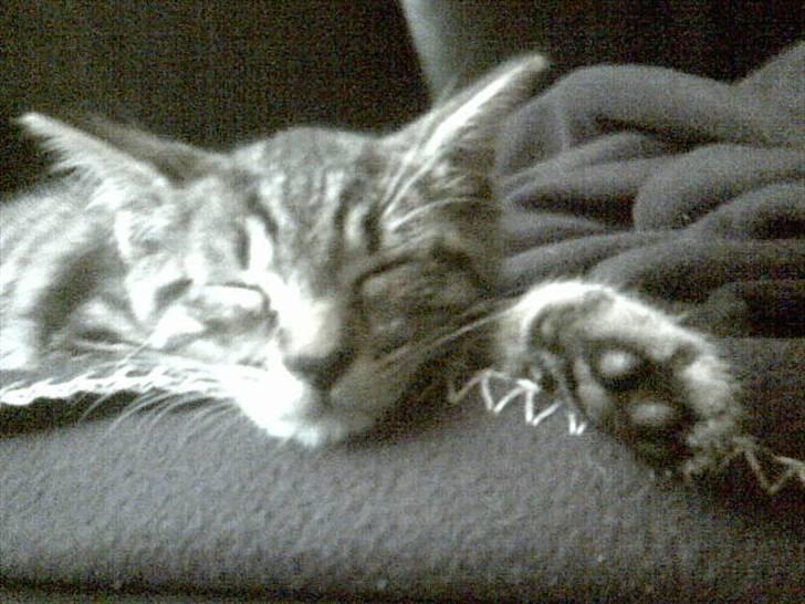 Blanding af racer Sushie patulny hovmand  - sushie som killing billede 2