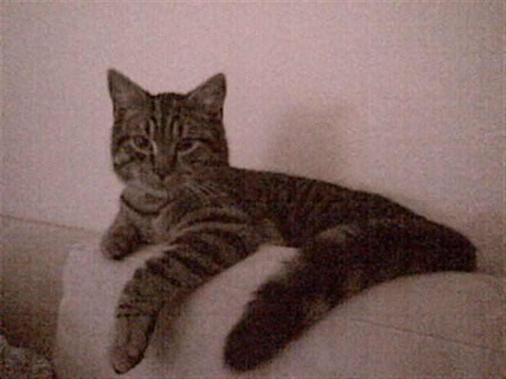 Blanding af racer Sushie patulny hovmand  - Sidder på sofaen og skal følge med :) billede 3