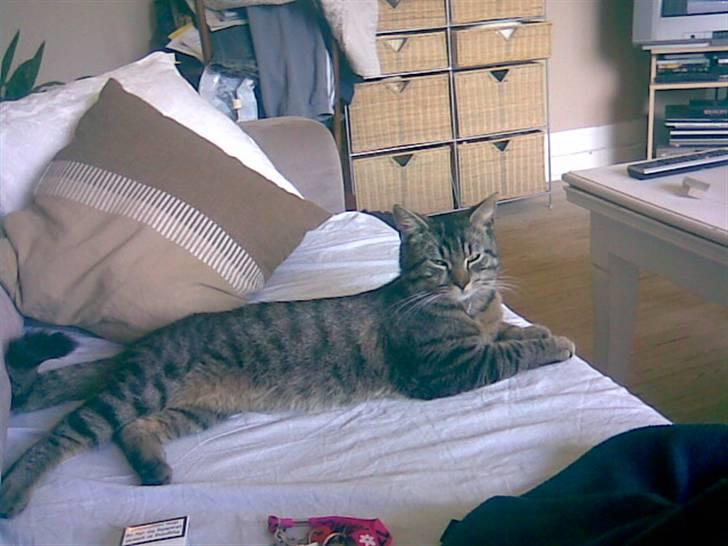 Blanding af racer Sushie patulny hovmand  - Så det tid til at slappe af billede 4