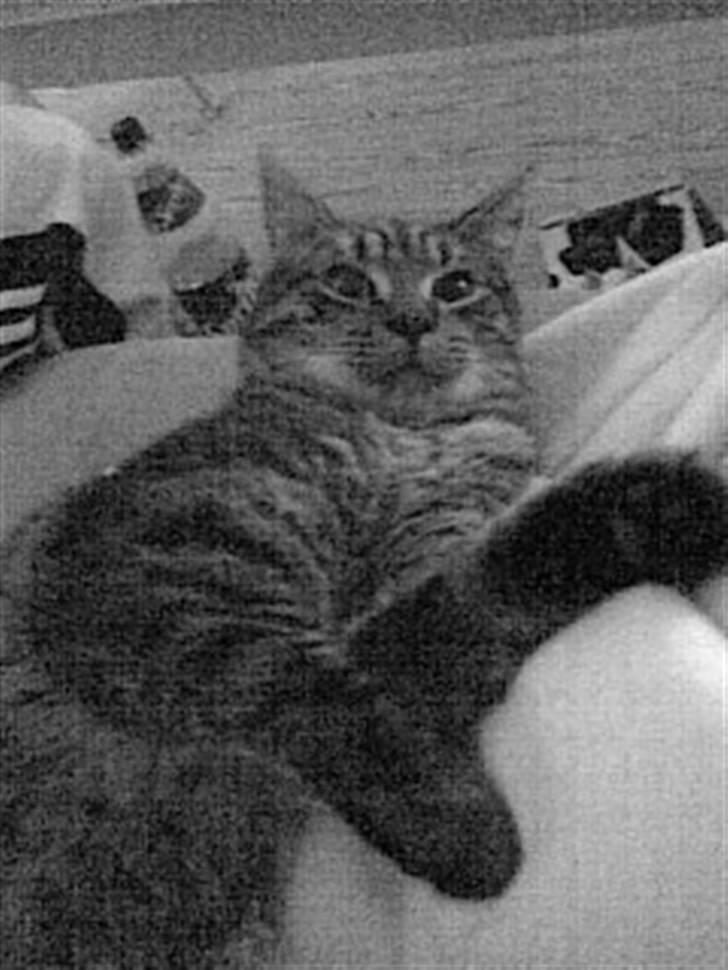 Blanding af racer Sushie patulny hovmand  - legesyg billede 5