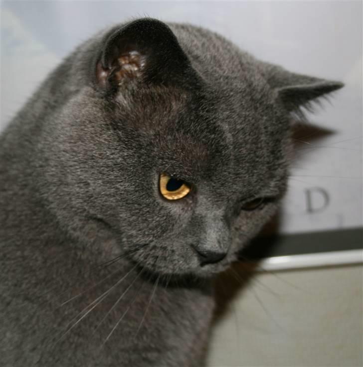 British Shorthair Moore Beauty Billie billede 1