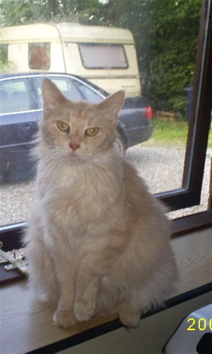 Maine Coon Dk Syrenhavens Claer Emer billede 8