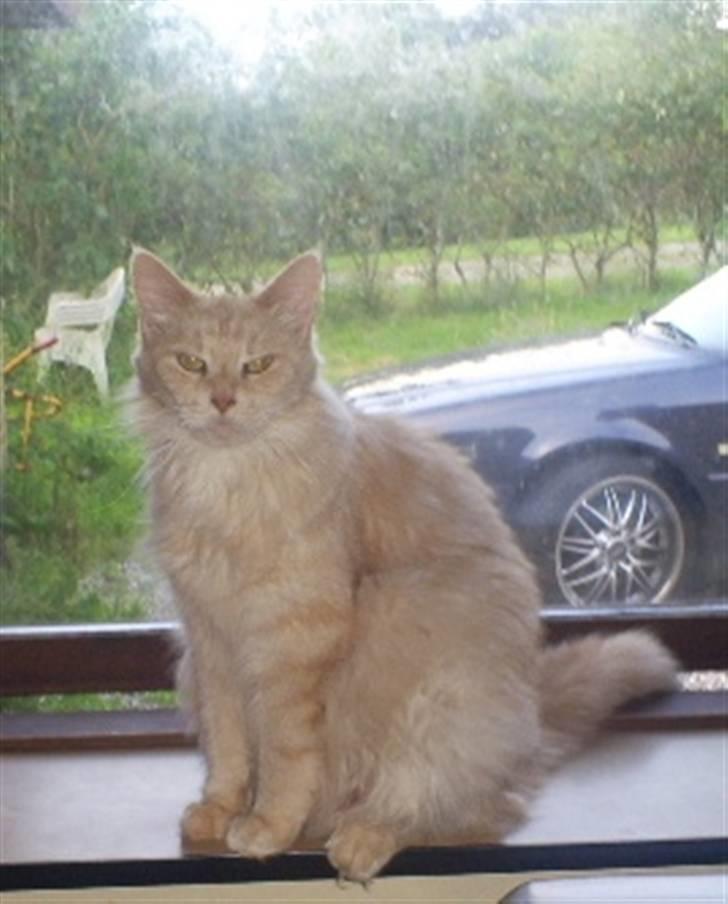 Maine Coon Dk Syrenhavens Claer Emer billede 9