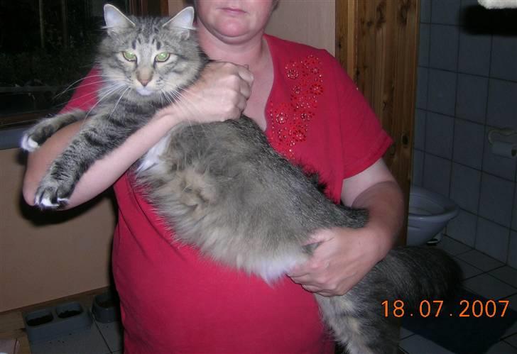 Norsk Skovkat Tantus Merci . R.I.P den 10-4-2013 - onsdag den 18-07-07 Merci er 4 uger hend hun vejer 5.5kg  ( har tag 600gr på) billede 14