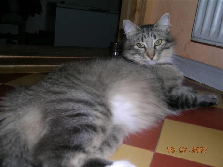 Norsk Skovkat Tantus Merci . R.I.P den 10-4-2013 - jeg spiser og så tag jeg en lur og så spiser jeg lig igen  og så vil jeg nusse.... billede 15