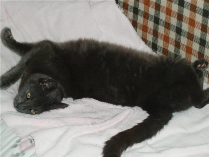 Russian Blue Bastian. billede 1