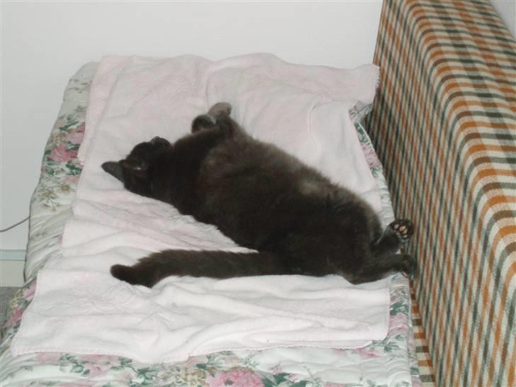 Russian Blue Bastian. billede 2