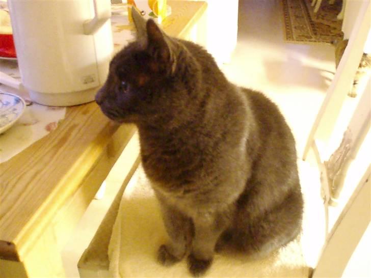Russian Blue Bastian. billede 3