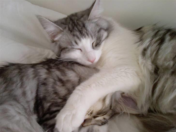 Norsk Skovkat Titan - Titan putter hos Dolly billede 12