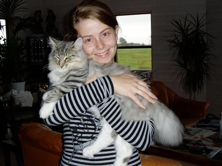 Norsk Skovkat Titan billede 13