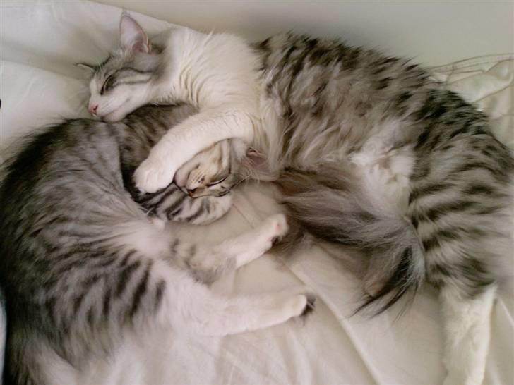 Norsk Skovkat Titan billede 14