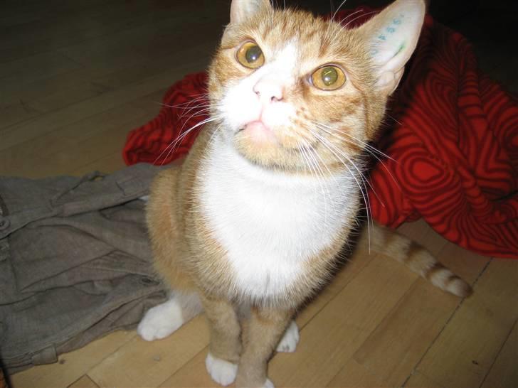 Huskat tøsen - er jeg ikke dejlig?? billede 1